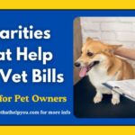 Charities That Help Pay Vet Bills